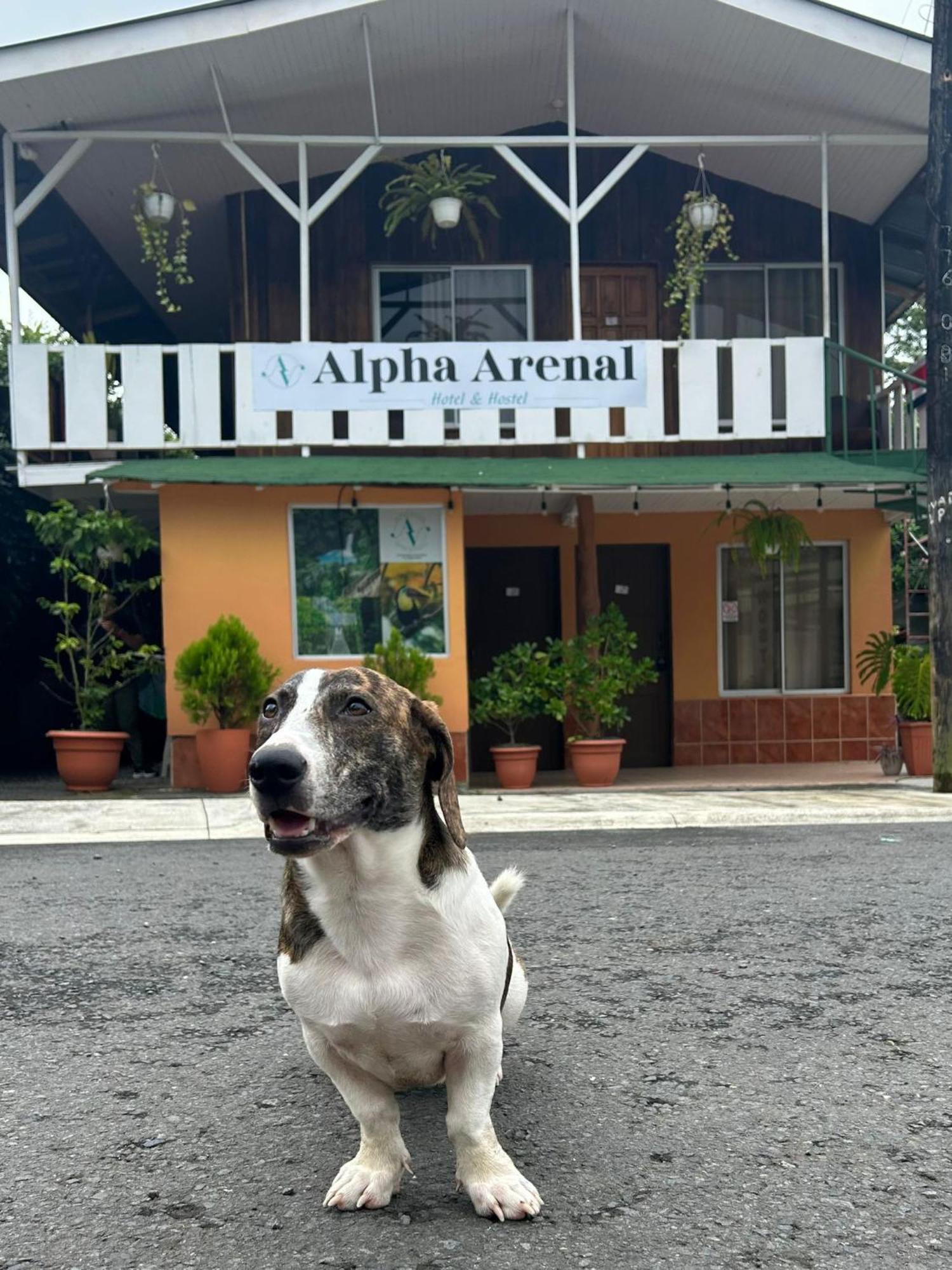 Alpha Arenal Hostel La Fortuna 外观 照片
